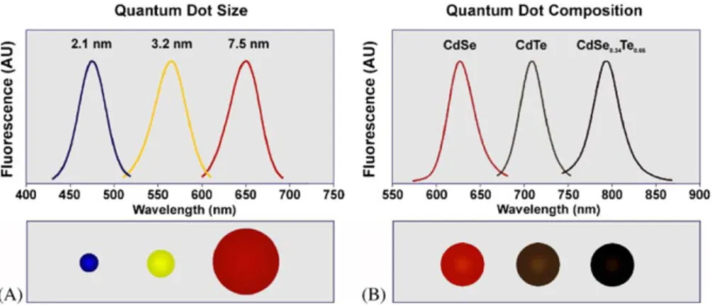 Figure  1.21  –  The  emission  wavelength  of  quantum  dots  is  tuned  by  changing  the  nanoparticle  size  and/or  its  composition