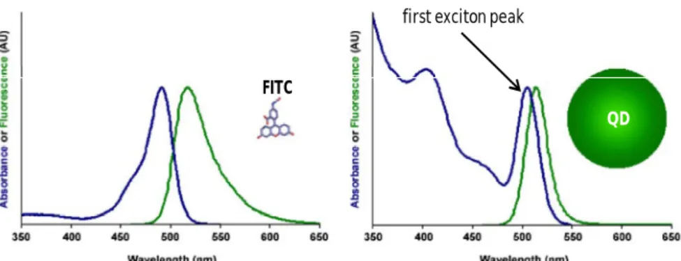 Figure 1.22 – Comparison between the absorbance and emission profiles  of a quantum dot and FITC (an organic  dye)