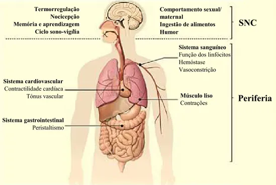 Figura 1 - Papel fisiológico da 5-HT no Homem (Adaptado de: David &amp; Gardier, 2016)