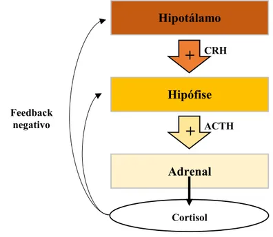 Figura 3 - Representação esquemática do funcionamento do eixo hipotálamo-hipófise-adrenal