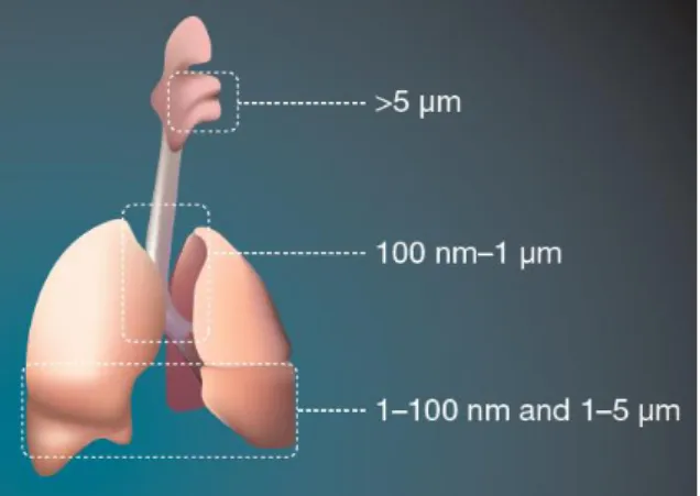 Figura 2 - Perfil de deposição de partículas no trato  respiratório 1