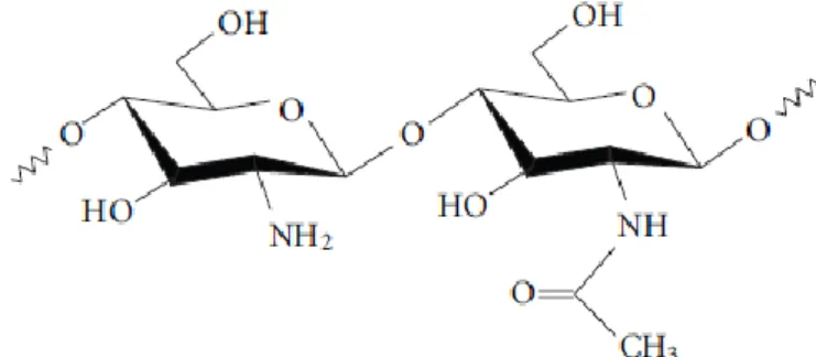 Figura 7 - Estrutura química do quitosano, sub-unidades N-acetil-D-glucosamina  (direita) e D-glucosamina (esquerda)  80