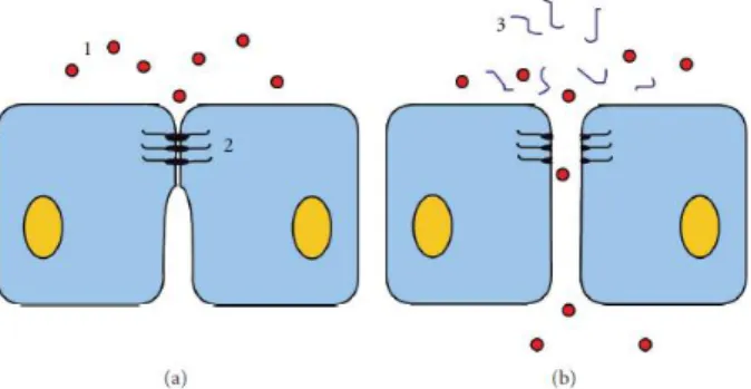 Figura 8 - Efeito do quitosano na absorção de fármacos pela via  paracelular. (a) Epitélio normal