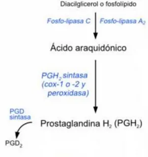 Figura 2.3: Via de biossíntese das prostaglandinas [14]. 
