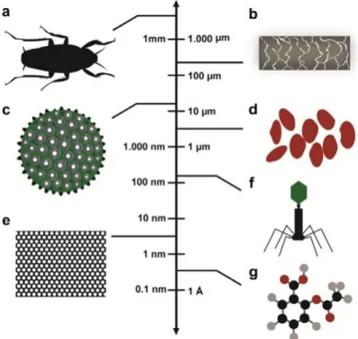 Fig. 1.1. Perspetiva da nanoescala em relação a objetos naturais: (a) inseto (b) cabelo (c) pólen  (d) glóbulos vermelhos (e) rede nanocristalina de cobalto (f) bacteriófago (g) molécula de ácido  acetilsalicílico