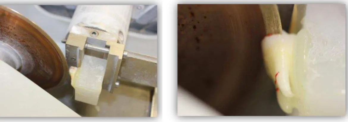 Figura 9 - Polimento sob água corrente com lixa SiC  Figura 7 - Corte do dente com lâmina diamantada  