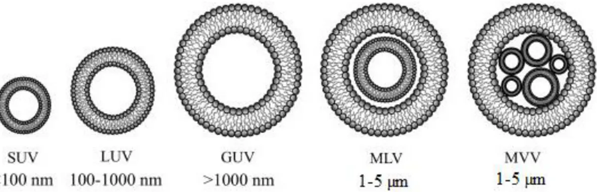 Figura 4.3 – Representação esquemática dos diversos tipos de lipossomas, de acordo com as  dimensões e o número de bicamadas fosfolipídicas constituintes