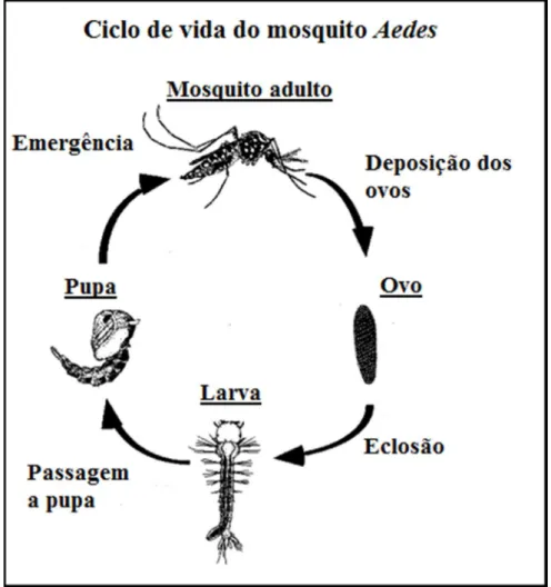 Figura 3. Ciclo de vida do mosquito Aedes aegypti representando as quatro fases, fase de ovo, fase larval,  fase pupal e fase adulta