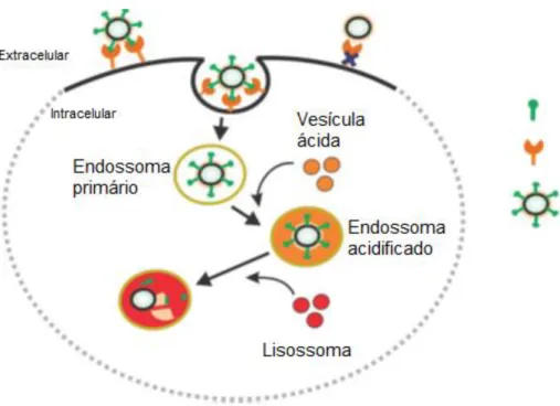 Figura 4.2- Mecanismos de endocitose. 36