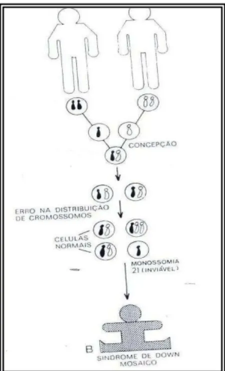 Figura 5 - Representação da distribuição cromossómica em forma de mosaico (B). (http:www.google.pt) 