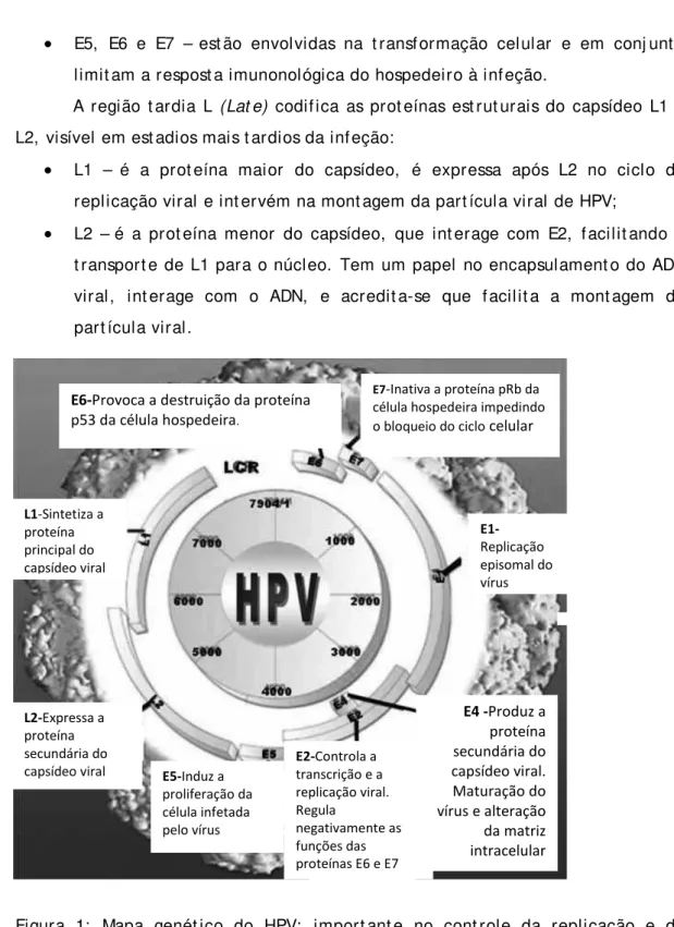 Figura 1:  Mapa genét ico do HPV:  import ant e no cont role da replicação e da  t ranscrição viral (Adapt ado de Ferraro [ et  al