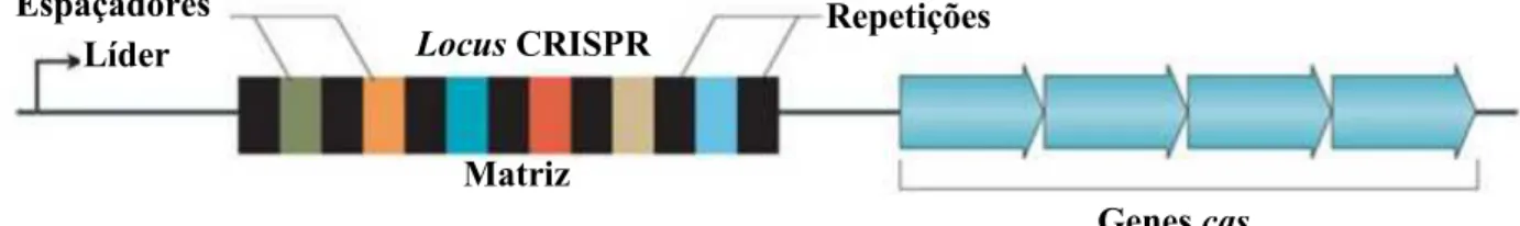 Figura 1 - Versão típica e simplificada dos loci do sistema CRISPR. Adaptado de (R. Edze, Angus, &amp; 