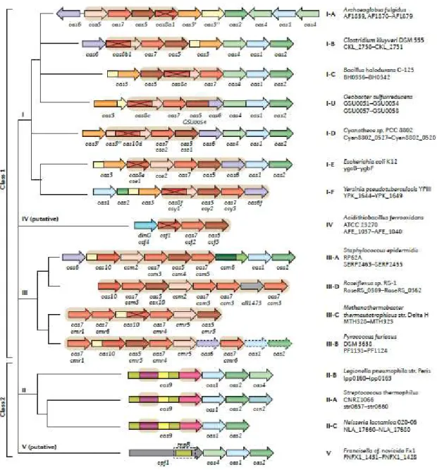 Figura  4  -  Arquitectura  dos  loci  dos  subtipos  do  sistema  CRISPR-Cas  –   Para  cada  representação  genómica  apresentam-se  os  respectivos  locus  de  cada  subunidade