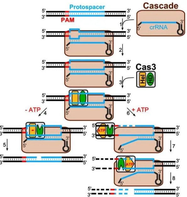 Figura  5-  Interferência  de  DNA  no  sistema  tipo  I.  O  sistema  Cascada  procura  no  DNA  uma  sequência  protoespaçadora e PAM