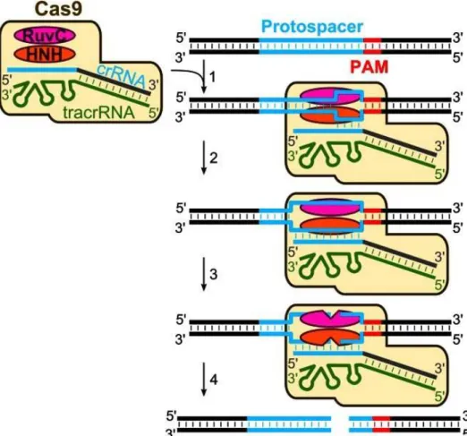 Figura 6 - Interferência de DNA nos sistemas CRISPR-Cas do tipoII. O complexo ternário Cas9-crRNA- Cas9-crRNA-tracrRNA procura no DNA a sequência protoespaçadora complementar e PAM: Uma vez que a correcta  PAM  e  a  curta  primária  sequência  de  hibridi
