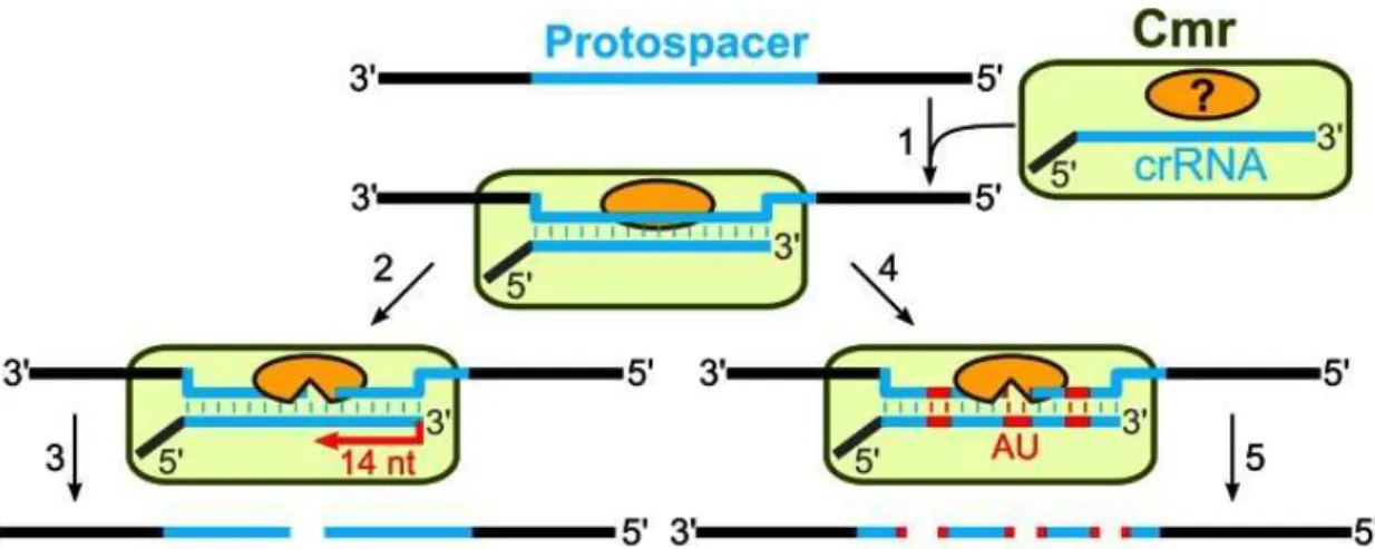 Figura 7- Interferência pelos sistemas CRISPR-Cas tipo III. No Caso do sistema III-B, o complexo Cmr  procura pares de bases de RNA e crRNA com uma sequência protoespacçadora correspondente (1)