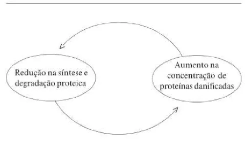 Figura 2. Feedback positivo: o aumento na concentração de proteínas alteradas  e  redução  na  síntese  e  degradação  proteica  culminam  no  dano  catastrófico  (Teixeira &amp; Guariento, 2010) 