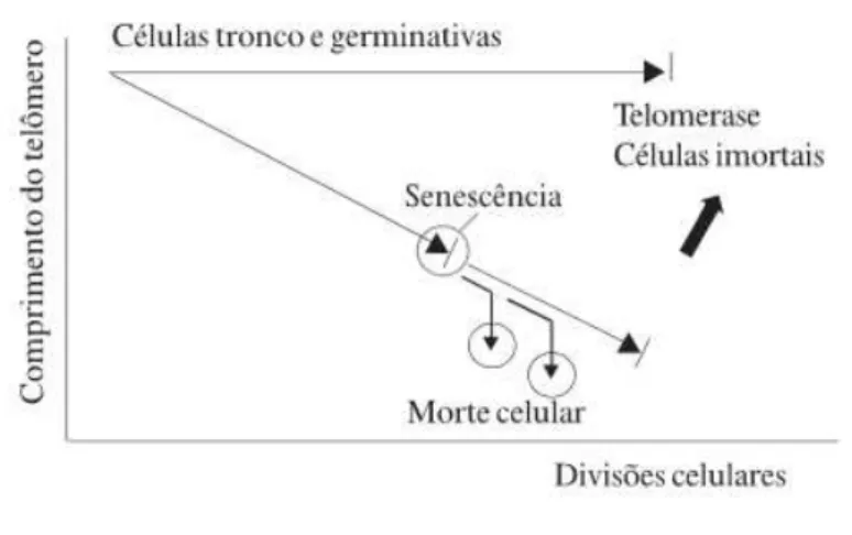 Figura 3. Relação do comportamento das células e comprimento dos telómeros  (Teixeira &amp; Guariento, 2010) 