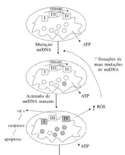 Figura 4. Teoria mitocondrial do envelhecimento (Teixeira &amp; Guariento, 2010). 