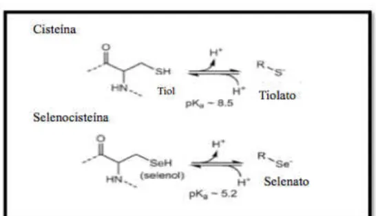 Figura 2- Estruturas dos resíduos da Cisteína e Selenocisteína dentro das  proteínas (Poole, 2015).