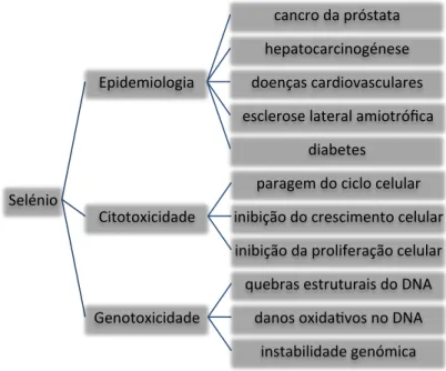 Figura 5- Toxicidade do selénio em homens e ratos (adapatado a partir de Sun et al., 2014)