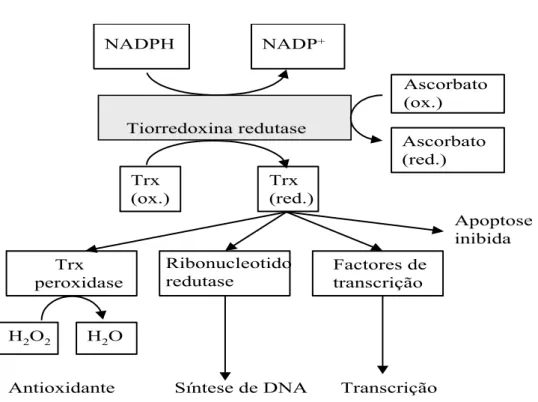 Figura 9 –Reacções e funções celulares dos tiorredoxina redutases (Mustacich e Powis, 2000)