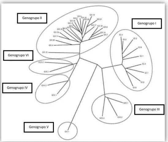 Figura 5: Árvore filogenética dos NoV (adaptado de Ramani, Atmar, &amp; Estes, 2014). 