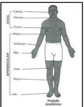 Figura nº3 - A posição anatómica   Fonte: Adaptado de Hamill (1999). 
