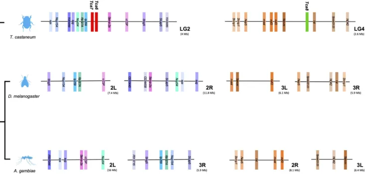 Figure 3. T. castaneum cluster A and B short-range gene environment in D. melanogaster and A