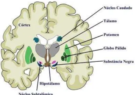 Figura 2 Gânglios da base [3]. 