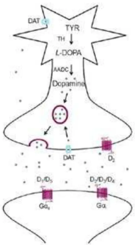 Figura 3 Representação da terminação sináptica de um neurónio dopaminérgico, incluindo o corpo  celular (em cima) e receptores dopaminérgicos (em baixo) [4]