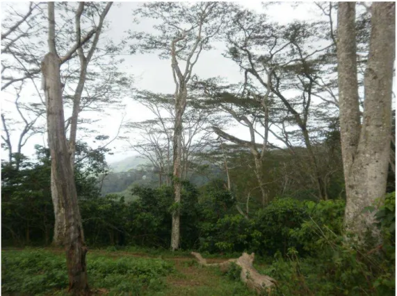 Figura 9  –  Árvore que proporciona sombreamento ao café (distrito de Liquiça). 