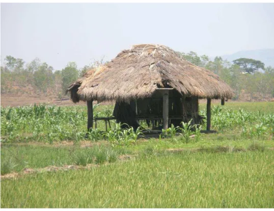 Figura 14  –  Plantações de arroz e de milho (Maliana). 