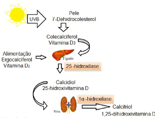 Figura 1. Metabolismo da Vitamina D resumido. 