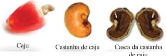 Figura  4  Partes  do  fruto  do  caju  (Anacardium  occidentale  L.)  e  da  castanha