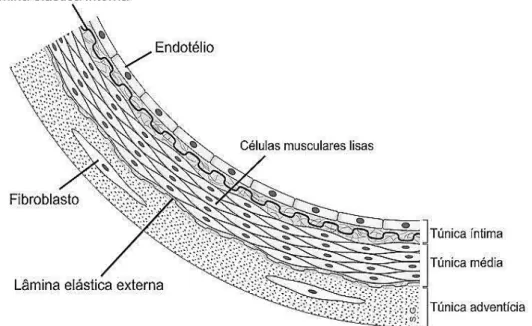 Figura 1 - Desenho esquemático da estrutura da parede vascular normal 