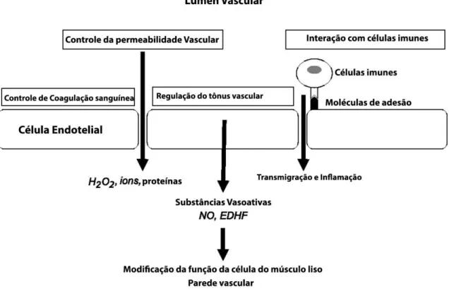 Figura 3 - Representação esquemática das funções da célula endotelial. 