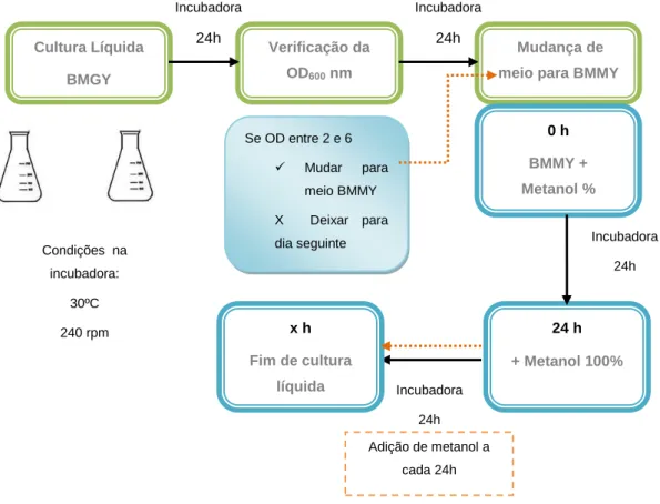 Figura 8: Esquema da produção de  leveduras em cultura líquida. 