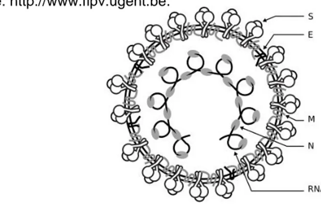 Figura  nº  1  -  Modelo  da  estrutura  do  coronavírus:  diagrama  esquemático  da  estrutura  do  virião