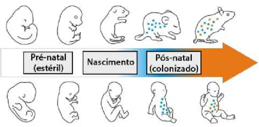 Figura 1 - Desenvolvimento do microbioma (adaptado de Grenham, Clarke, Cryan, &amp; Dinan, 2011) 