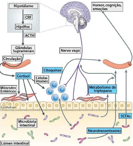 Figura 3 - Mecanismos envolvidos na comunicação bidirecional do eixo intestino-cérebro (adaptado de  Cryan e Dinan, 2012)