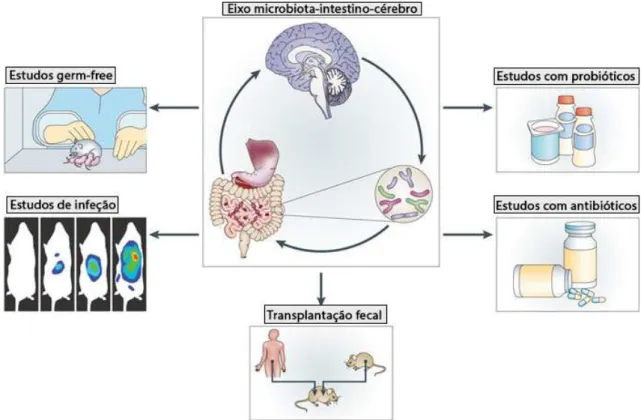 Figura 4 - Abordagens experimentais para estudo da microbiota e eixo intestino-cérebro (adaptado de  Cryan e Dinan, 2012) 