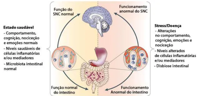 Figura 5 - Eixo microbiota-intestino-cérebro na saúde e doença (adaptado de Cryan e Dinan, 2012) 