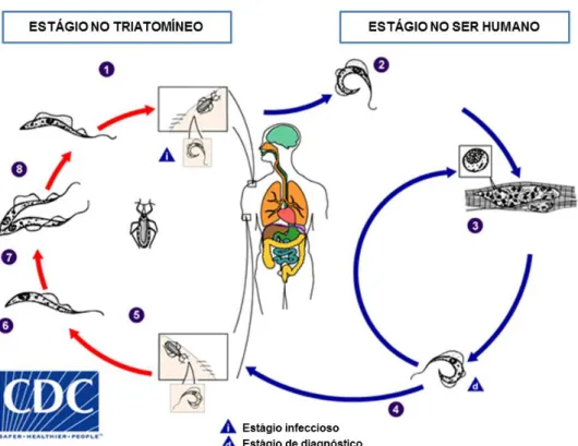 Figura 3. Ciclo de vida do Trypanosoma cruzi. 1) O vetor (triatomíneo) infectado realiza o repasto sanguíneo e  libera  tripomastigotas  metacíclicas  em  suas  fezes,  perto  do  local  da  lesão  ocasionada  pela  picada