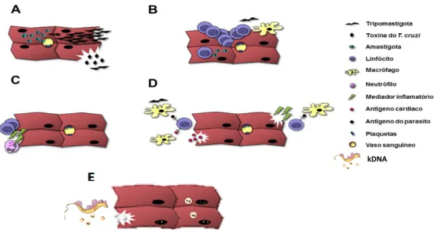 Figura  6.  Mecanismos  de  patogênese  da  DC. A)  Danos  diretos  pela  ação  do  parasito:  lise  celular  por  diferenciação de amastigotas em tripomastigotas (parte superior da imagem); ou lesão por provável produto  tóxico  (lítico)  de  tripomastigo