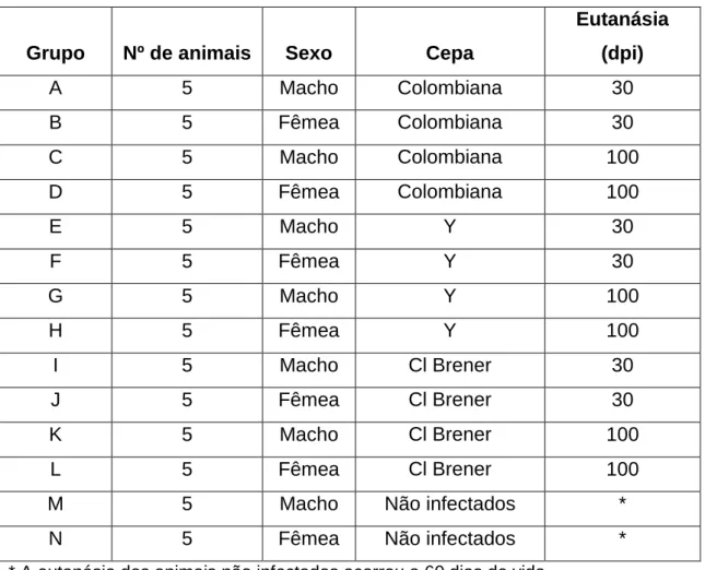 Tabela  1:  Organização  dos  grupos  experimentais  de  acordo  com  o  sexo,  cepa  infectante e momento da eutanásia