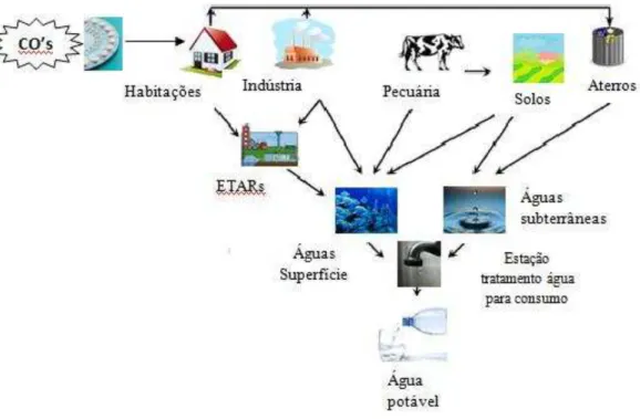 Figura  3:  Pontos  de  entrada  dos  estrogénios  para  o  meio  ambiente,  até  ao  seu  destino  final  (adaptado de Wise et al., 2011) 