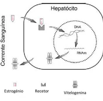 Figura 6: Representação esquemática da síntese de vitelogenina em peixes machos, provocada  pela exposição a estrogénios (adaptado de Reis Filho et al., 2006)