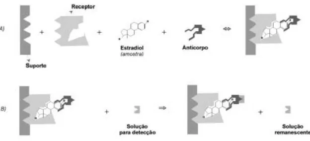 Figura  7.  Exemplo  de  um  imunoensaio  para  deteção  de  substâncias  estrogénicas  (Nogueira,  1999)