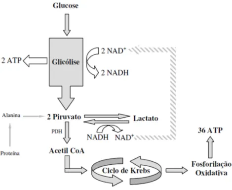 Figura 5 – Glicólise, ciclo de Krebs e fosforilação oxidativa (adaptado de Dias, 2010)